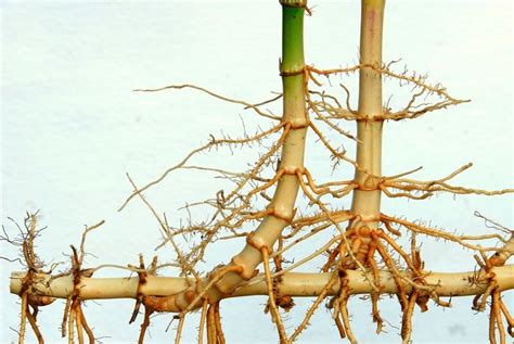 刺蛇禁忌 竹子的根系